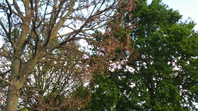 Springtime weather signs