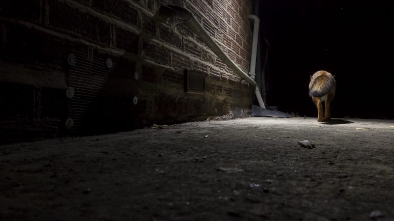 My journey into nature photography