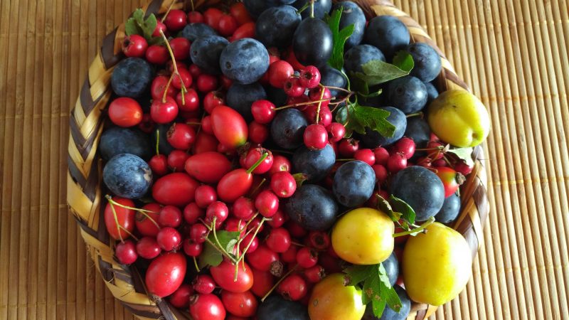 Autumnal foraging treats: Hedgerow Syrup